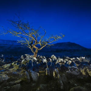 Souther Scales Fell Tree Wallpaper mural