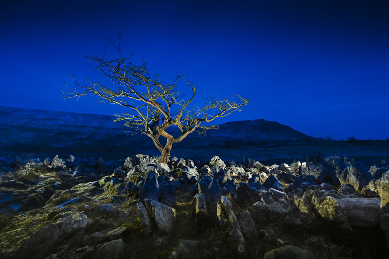 Souther Scales Fell Tree Wallpaper mural