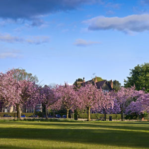 Stray Blossom Panorama Wallpaper mural