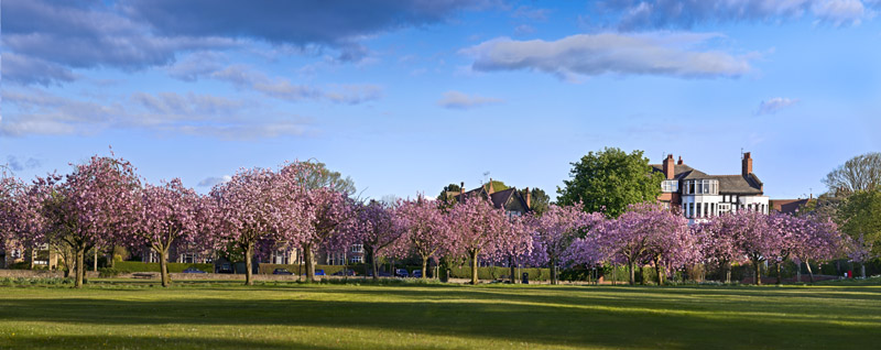 Stray Blossom Panorama Wallpaper mural