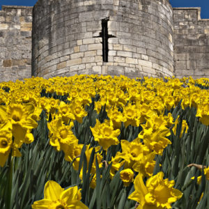 York City Wall Daffs Wallpaper mural