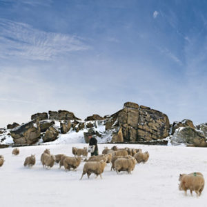 arncliff crag winter sheep Wallpaper mural