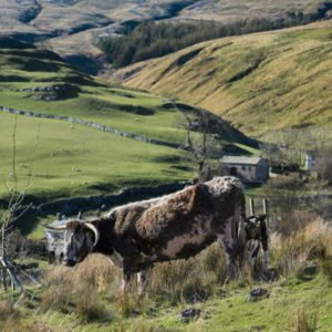 Cows in pasture Wallpaper mural