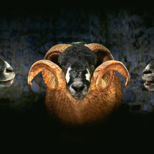 Dales breed ram Wallpaper mural