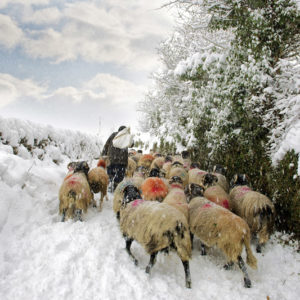 grassington snow sheep Wallpaper mural