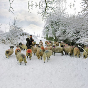 grassington snow sheep Wallpaper mural