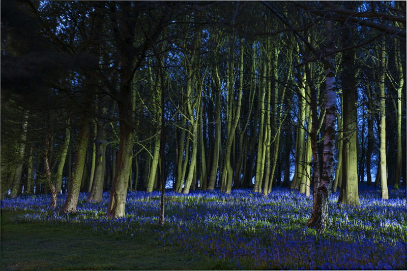 hawksworth blue bell wood Wallpaper mural