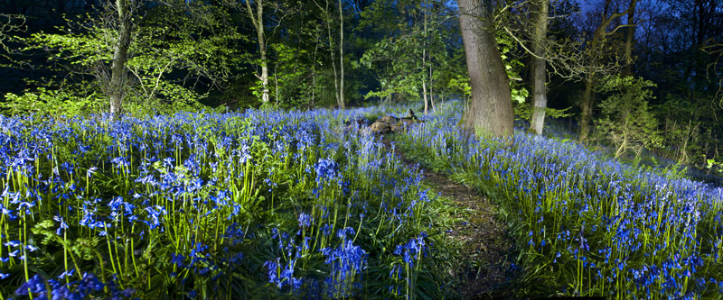 middleton woods Wallpaper mural
