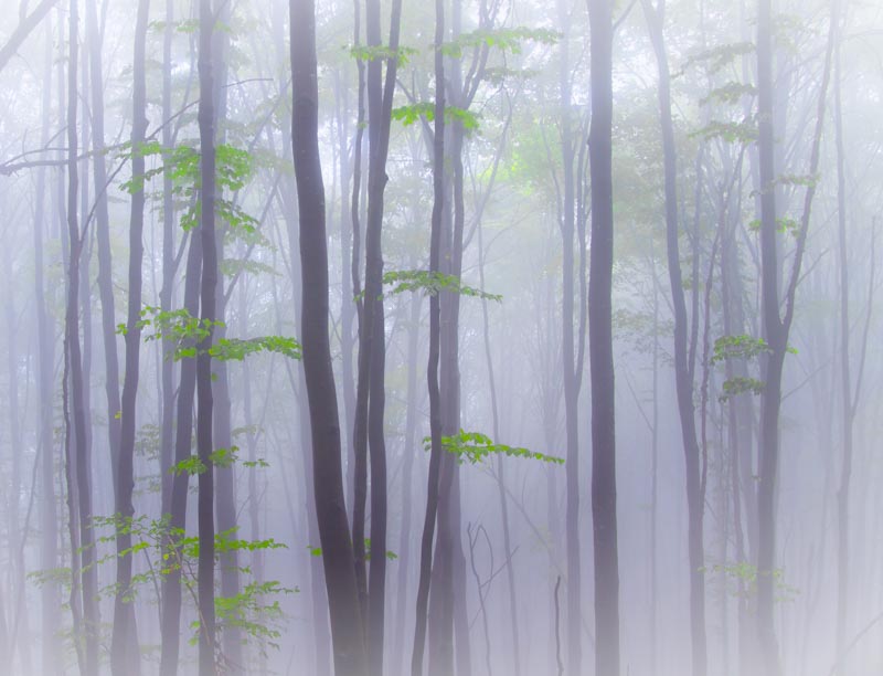 Misty 1x Collection - Pictowall Custom Wallpaper