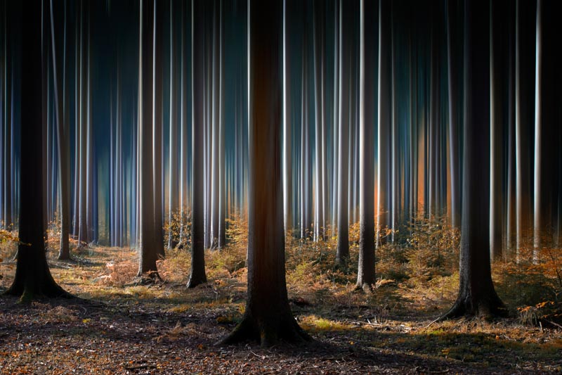 Mystic Wood 1x Collection - Pictowall Custom Wallpaper