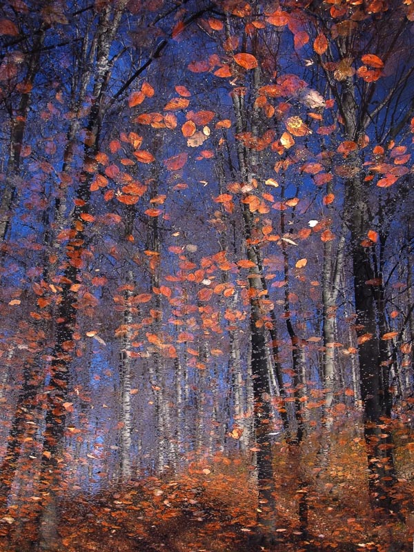 Autumn Leaves 1x Collection - Pictowall Custom Wallpaper