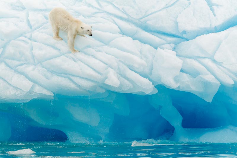Polar Bear 1x Collection - Pictowall Custom Wallpaper
